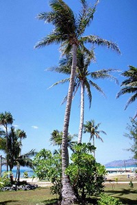 ルネッサンスリゾートオキナワまでのアクセス